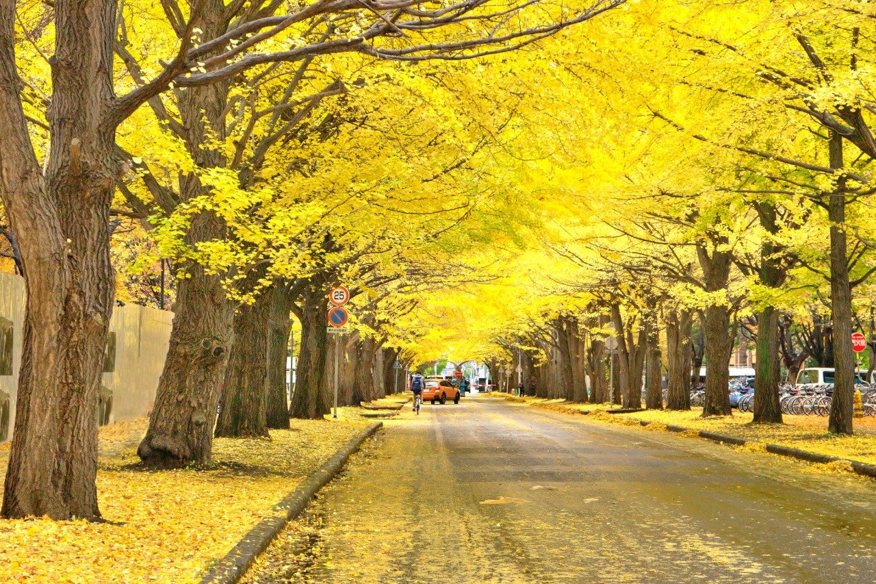 🎓 홋카이도 대학 이미지 1